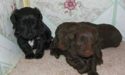 Reputable breeder has a litter of Schnoodle puppies that was born on Dec 7th. They are non-shedding and hypoallergenic and come from registered parents.  Mom is a black toy size Schnauzer and dad is a chocolate toy Poodle.  These puppies should be around