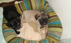 These three pug puppies need a loving forever home, where they will be loved as much as they are now. They are pee pad/paper trained. They love to cuddle and play. They have a sweet personality and a good temperment. They get along great with other dogs.