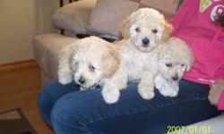 Adorable Poodle/Caniche puppies! They are all girls, they are 7 weeks old and cannot be re homed until November 2nd. They are very play full and good with children. They do not shed and are hypo-allergenic. Mom and dad are purebred. To contact during