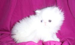 We are now accepting deposits on our new litters of kittens.
Each kitten will leave our home to yours having had their 1st shots, dewormed, kitten starter kit, and health guarantee.
please visit my website @ butterflykissespersians.weebly.com for pictures
