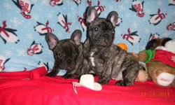 C.K.C Registered French Bulldog Puppies ,
Available to approved homes
Vaccinated,dewormed,Vet checked,Health Guaranteed
Established Breeder Of Healthy, Happy Puppies.
 Each With A True Clown Personality All Their Own.
Serious inquiries please contact for