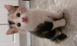 Hi:)
I found 3 kittens living in the outdoors this fall. One female(calico) and two males(black). They seem to be very healthy, they are playful and very affectionate. They are litter trained and pretty much weened to hard food, I give them "Purina Cat
