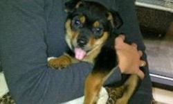 Just In time for Christmas Born Oct 7th. 1 Female Rottweiler German Shepherd Ready to go to a loving home! Born and raised around children. Great with other animal's. Vet checked Healthy and shots! Please Call 604 649 1207