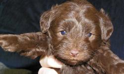 Reputable breeder has a litter of Schnoodle puppies that was born on Dec 7th and ready to go Feb 1st. They are non-shedding and hypoallergenic and come from registered parents. Mom is a black toy size Schnauzer and dad is a chocolate toy Poodle. These