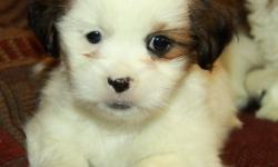 Adorable little Shih Tzu puppies! Only 1 male left!! Shih Tzu?s are small lap dogs that are highly social and love to be around their families. They are great with kids and make excellent family pets. These pups will mature around 12lbs fully grown; have