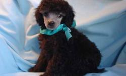 We have 1 adorable silver toy poodle puppy,he is very smart and attentive, he is very eager to learn, wants to please and loves to be praised for his accomplishments. Mommy is a 6 pounds toy poodle and daddy is a tiny toy 4.2 pounds.This pup is a playful