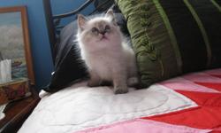 Beautiful TICA Registered Ragdoll Kittens. Kind complimentary references are available from our family Veterinarian & also from previous adoptees. Although all kittens are cute, one benifit to adopting a pedigreed Ragdoll kitten is, the adoptee can be