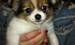 Mixed breed (chihuahua/Pomeranian) very cuddly and friendly. She loves playing and is use to other animals and kids. Paper trained. Will make a great pet!
This ad was posted with the Kijiji Classifieds app.