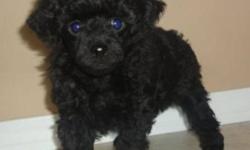 Canadian Kennel Club registered poodle puppies. Puppies have tails docked, dew claws removed, dewormed and will have first shots, microchip, health records, vet check, limited registration, one year health guarantee and 6 weeks of free pet plan