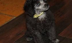 This  cuddly fluffy little poodle baby boy will make an excellent addition to any family! Very smart, outgoing and fun loving little guy.He gets alng with everyone and loves to play! Will mature to be 5-6 pounds, perfect for anysize living space.Already