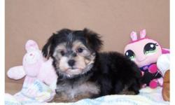 Very Cute Yorkie x Maltese male puppy, father is pure yorkshire terrrier 7lbs, and mother is Maltese 5lbs. He will mature to be about 7lbs, has been dewormed, and given first vaccination, puppy comes with health guarantee. He is a wonderful little guy,