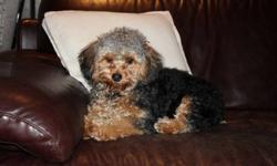 Very friendly & energetic male Yorkiepoo named Bentley. This dog is well socialized with kids of all ages. All vacinations are up to date. Has attended a 6 week puppy kindergarten class. Bentley loves to play fetch, tug of war, going for walks and is a