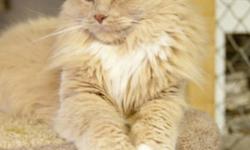 Breed: Domestic Long Hair - buff and white
 
Age: Adult
 
Sex: F
 
Size: M
 
View this pet on Petfinder.com
Contact: Fort Smith Animal Society | Fort Smith, NT