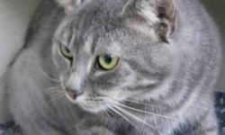 Breed: Domestic Medium Hair-gray
 
Age: Adult
 
Sex: F
 
Size: M
Diva is a Diva .... no more comments .... just stop at SHAID and you will meet with Diva!
Shelter Hours:
Open to the Public Tuesday to Friday, 12:00 NOON to 3 PM and Saturdays 11AM to 4 PM