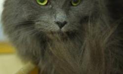 Breed: Domestic Medium Hair
 
Age: Adult
 
Sex: F
 
Size: M
Dominika is full of personality. She is a little sweet heart who loves shoulder rides and to lick ears! She tolerates the other cats but LOVES to be around people. She is such a sweet