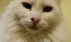 Breed: Domestic Medium Hair-white
 
Age: Adult
 
Sex: F
 
Size: M
Frost is a lovely cat with a silky, white coat that she loves to have brushed. She likes to put her paws on your shoulders so she can give kisses and show you her beautiful green eyes!