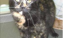 Breed: Domestic Medium Hair
 
Age: Adult
 
Sex: F
 
Size: M
Miss Sassy is a pretty calico with a spunky, independent and sassy personality. A bit of a temperamental gal when she first arrived, keeping a safe distance from both people and other cats, Miss