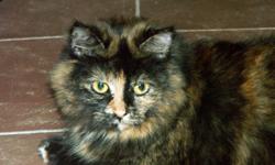 Breed: Domestic Medium Hair Tortoiseshell
 
Age: Adult
 
Sex: F
 
Size: M
DOB August 2004
Ava is probably one of the most beautiful cats in our shelter. She has been with us far too long. Yes, she is shy. She is one of those cats that only likes "her"