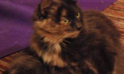 Breed: Domestic Medium Hair Dilute Tortoiseshell
 
Age: Adult
 
Sex: F
 
Size: M
Spayed, Vaccinated, DOB June 10, 2004. Izzy has had a bit of a rough go of it recently, her previous home could no longer care for her and she had a bad skin infection and