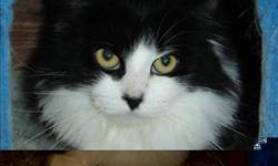 Breed: Domestic Medium Hair
 
Age: Adult
 
Sex: F
 
Size: M
Primary Color: Black
Secondary Color: White
Age: 2yrs 5mths 4wks
Animal has been Spayed
 
View this pet on Petfinder.com
Contact: BC SPCA Cowichan & District Branch | Duncan, BC