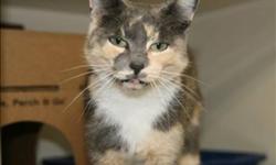Breed: Domestic Short Hair
 
Age: Adult
 
Sex: F
 
Size: M
HI My name is Flash!
I am a muted Calico about 2 years young. I was a stray before I came to the shelter and that is a hard life. The staff at the shelter really helped get used to people again. I