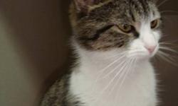 Breed: Domestic Short Hair-white Tabby - Brown
 
Age: Adult
 
Sex: F
 
Size: S
She is a funny little thing. We are quite sure she has surveyed our staff and the other cats and has decided this place is not suitable for a goddess. So here she waits to be