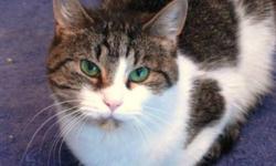 Breed: Domestic Short Hair
 
Age: Adult
 
Sex: F
 
Size: S
(D.O.B. Dec 7, 2006)
Misha was rescued from Animal Control where she had been abandoned and left to die by her previous family because the "kids" had lost interest in her and the "parents" didn't