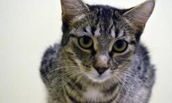 Breed: Domestic Short Hair - brown Tabby
 
Age: Adult
 
Sex: F
 
Size: M
Rocket came into rescue with a litter of kittens, all her babies have found homes and she has been waiting all summer for hers. Rocket is good with other cats and could probably