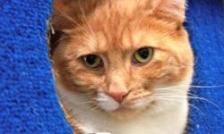 Breed: Domestic Short Hair - orange and white
 
Age: Adult
 
Sex: F
 
Size: M
Sable is a lovely orange lady who came to us today! She is very sweet and loves attention. She is looking for her forever home! Her adoption fee is $200, which includes spaying,