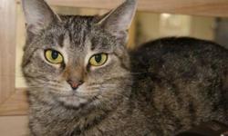 Breed: Domestic Short Hair Tabby
 
Age: Adult
 
Sex: F
 
Size: M
Rachel is a very timid girl, after experiencing a traumatic situation. She was left on our doorstep in the night, in a box closed with duct tape. She managed to break out before we arrived