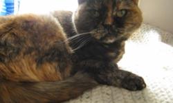Breed: Domestic Short Hair Tortoiseshell
 
Age: Adult
 
Sex: F
 
Size: M
DOB February 15, 2006. Snuggles is a very sweet cat but can be shy. A chaotic household is not for her, she prefers lounging on beds, sleeping in laundry baskets and sunning by the