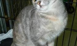 Twist was seemingly abandoned on a local farm along with 2 other young cats. She is a friendly though a bit shy at first, calm young female - likely about a year old, or maybe younger. She was spayed already so can go to a home asap.
Our regular cat