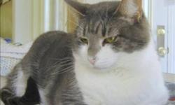 Breed: Domestic Short Hair
 
Age: Adult
 
Sex: F
 
Size: M
Primary Color: Grey Tabby
Secondary Color: White
Age: 3yrs 4mths 2wks
Animal has been Spayed
 
View this pet on Petfinder.com
Contact: BC SPCA Cowichan & District Branch | Duncan, BC