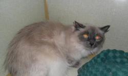 Breed: Himalayan Siamese
 
Age: Adult
 
Sex: F
 
Size: L
My name is Cleo you know like beautiful Cleopatra, I am very pretty with those blue eyes. I have a pretty good out look on life it just takes me awhile to accept new situations other than that I am