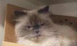 Breed: Himalayan Persian
 
Age: Adult
 
Sex: F
 
Size: M
Primary Color: Blue Point
Age: 4yrs 0mths 0wks
Animal has been Spayed
 
View this pet on Petfinder.com
Contact: BC SPCA Parksville-Qualicum Beach & District Branch | Parksville, BC
