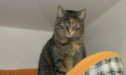 Breed: Torbie
 
Age: Adult
 
Sex: F
 
Size: L
Updated Jan 09 - Marianne has relaxed into shelter life. She has her "spot" and she sticks to it! Marianne doesn't mind if another cat sleeps in the next bed, but she doesn't want to be friends too much.
