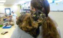 Breed: Tortoiseshell
 
Age: Adult
 
Sex: F
 
Size: S
Posted Jan 13 2010
Meet Precious! She was rescued from the great outdoors just before the winter came. She was nervous of people at first but has since made the turn and runs for your lap as soon as you