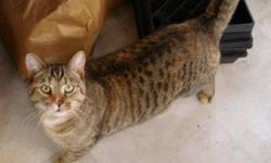 Breed: Tabby
 
Age: Adult
 
Sex: F
 
Size: S
this girl has a unique face. she came in to our care in mid May of 2007 and has been patiently waiting for her own home
she is a very friendly girl. she is good with other cats.
she was found near walkerton