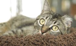 Breed: Tabby - Brown
 
Age: Adult
 
Sex: F
 
Size: S
Indie is a loely girl who get on well with other cats. She has not been tested with dogs yet. Indie is missing part of one ear from frostbite but otherwise is in excellent condition. Indie is very