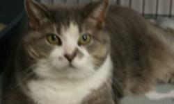 Breed: Tabby - Grey Domestic Short Hair-white
 
Age: Adult
 
Sex: F
 
Size: L
Kitsa is a seven year old grey tabby and white DSH. She is a very content cat.
 
View this pet on Petfinder.com
Contact: Shelter of Hope Animal Services | Cobourg, ON