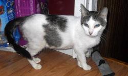 Breed: Tabby - white
 
Age: Adult
 
Sex: F
 
Size: M
DSH Brown tabby and white female; DOB: November 2006
We can't imagine what it was like for Sweet Marie to be scheduled to die along with her kittens - simply because the shelter was "too full". Sweet