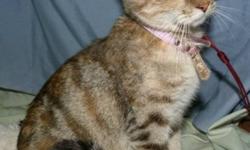 Breed: Domestic Short Hair - brown Tabby - buff
 
Age: Adult
 
Sex: F
 
Size: M
Mama Cass is a 1+ year old female Torbie. She came to our shelter with her 3 kittens who have all since been adopted. Mama Cass has a beautiful soft coat that she will gladly