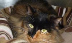 Breed: Tortoiseshell Domestic Long Hair
 
Age: Adult
 
Sex: F
 
Size: L
Found as a stray at Warbler Woods Strathroy and brought to our shelter Dec.23/2011
 
 
Marcie came to us Dec.23, 2011. She is a stray from Warbler Woods in Strathroy. What a beauty