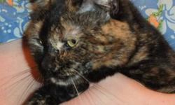 Breed: Tortoiseshell Domestic Short Hair
 
Age: Adult
 
Sex: F
 
Size: M
DOB June 12, 2009
Jordan looks just like her mother, Emma, a lovely tortoiseshell. She also loves chasing things....especially her tail. What fun! We don't know why she has not been