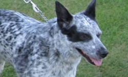 Breed: Australian Cattle Dog (Blue Heeler)
 
Age: Adult
 
Sex: F
 
Size: M
Zaria is a beautiful girl! She has a gorgeous spotted color pattern, with the most unique black monocle over her right eye! Zaria means radiance, beauty and grace - and this girl