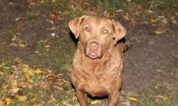Breed: Chesapeake Bay Retriever
 
Age: Adult
 
Sex: F
 
Size: L
"SHELLEY" was found as a stray by a couple of hunters. Very sweet girl, does well with other non dominant dogs, cats good. Vet estimates her age to be between 3-5 yrs old.
 
View this pet on