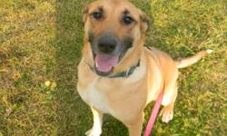 Breed: German Shepherd Dog
 
Age: Adult
 
Sex: F
 
Size: L
Kyra is a beautiful GSD X who is good with other dogs, and just adores people. Her age is unknown, though she is not a pup and not a senior. She is already spayed so her adoption fee is set