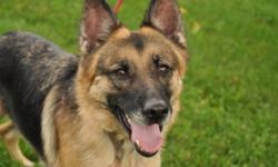 Breed: German Shepherd Dog
 
Age: Adult
 
Sex: F
 
Size: M
Roxy is a 4 yr old german shepherd, fixed , shots and mic chipped. Roxy has been with Bow Wow Rescue for over 1 month, she was an owner surrender. Roxy's hair was in very poor shape because of