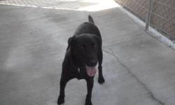 Breed: Labrador Retriever
 
Age: Adult
 
Sex: F
 
Size: L
AIREIL - HER SHELTER GIVEN NAME, WAS FOUND ON SEPTEMBER 28, 2011 AROUND THE 2500 BLOCK OF 13 STREET NORTH IN LETHBRIDGE. AIREIL WAS BROUGHT TO THE LETHBRIDGE ANIMAL SHELTER. IF AIREIL'S OWNER'S DO