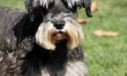 Breed: Schnauzer
 
Age: Adult
 
Sex: F
 
Size: S
Lacey is a gorgeous 4 year old Miniature Schnauzer looking for her forever home. A super sweet and affectionate girl, Lacey would be a fantastic companion for a family looking for a gentle and laid back